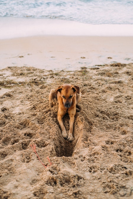 brown dog on the beach digging send