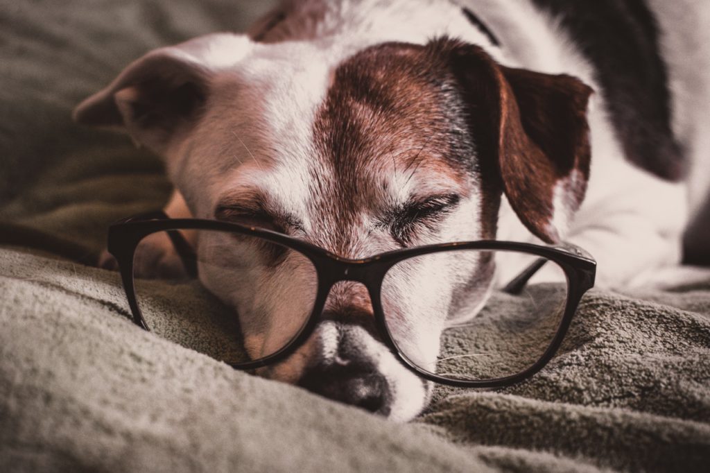 Sleeping dog with glasses Jack Russel
