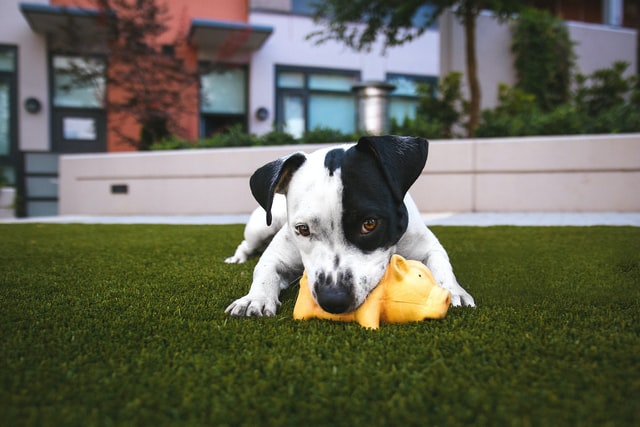 Jack Russell chewing on a small yellow toy on, while lying on the grass