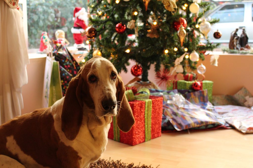 basset dog sitting next to a Christmas three