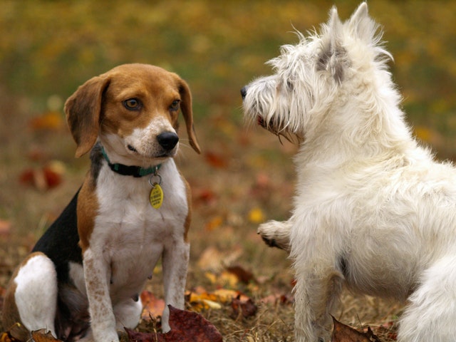 beagle and a white terrier outdoor