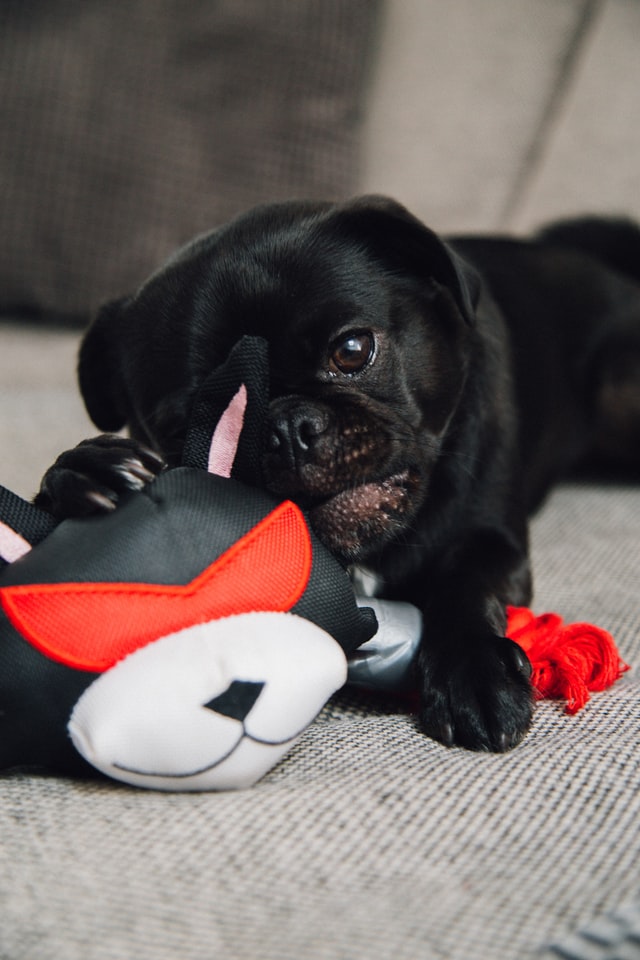 black pug puppy with a toy