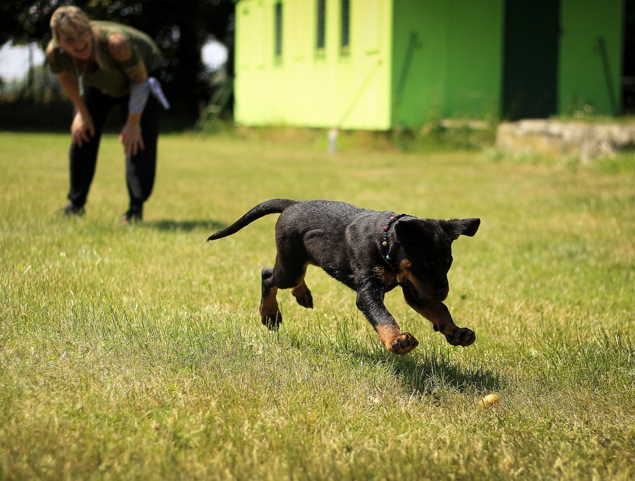 black puppy running on trainning