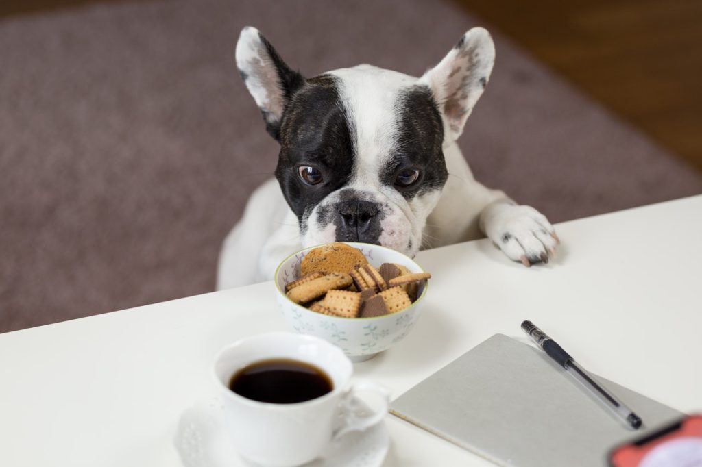 black & white French bulldog standing in front of the table with biscuits and coffee