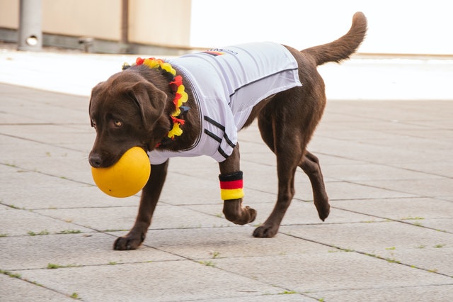 brown dog retrieving a yellow ball dresses in a gray jersey