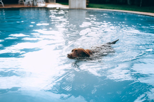 brown dog swimming in the pool