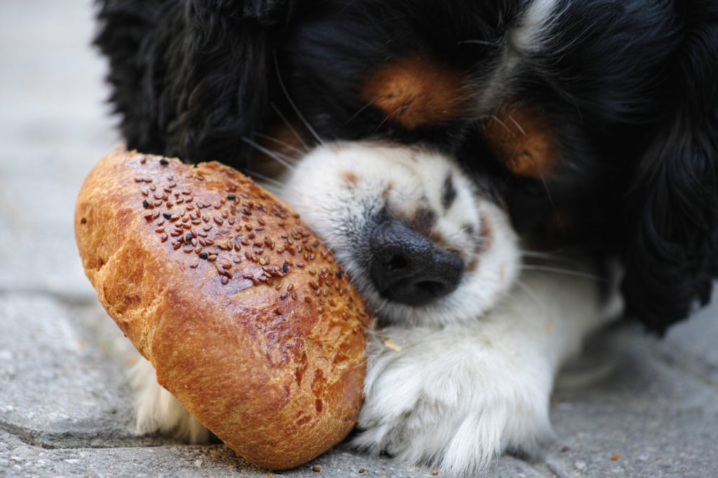 dog eating  a bun