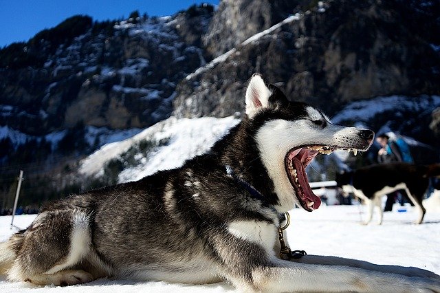 husky dog yawning