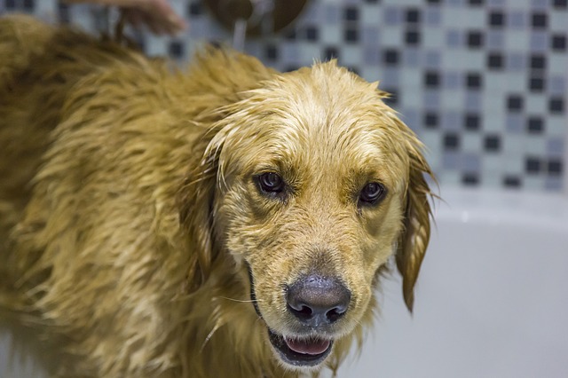 Labrador wet after a shower
