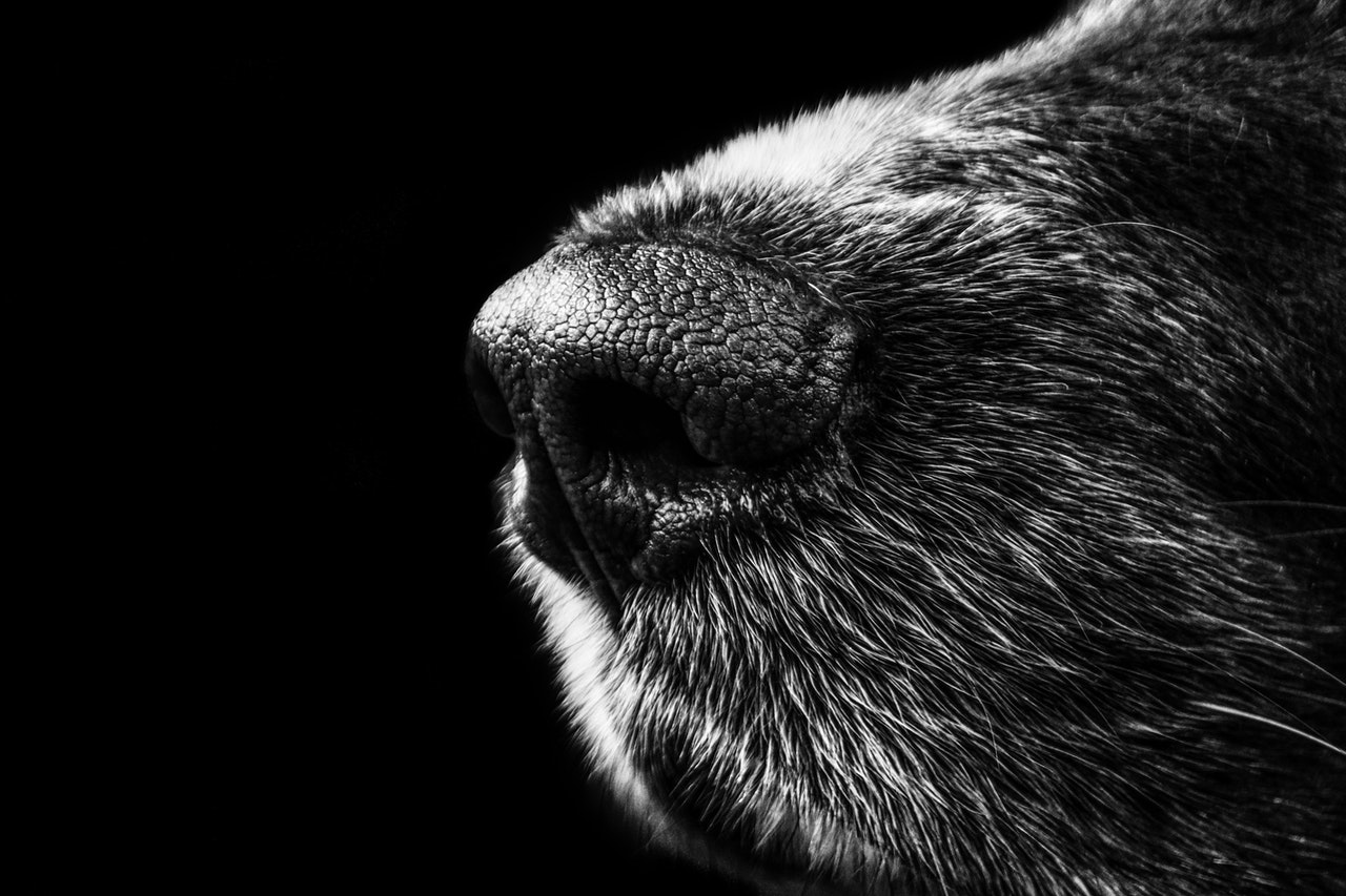 old dogs nose in black & white