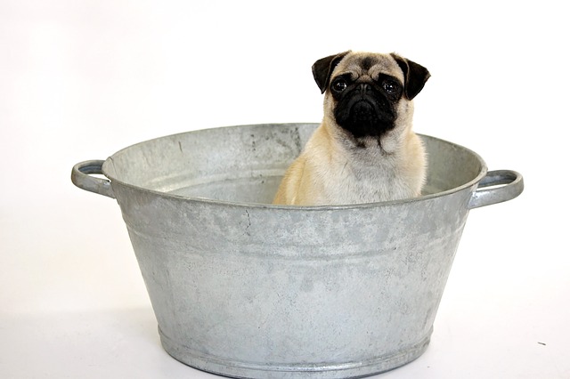 dog pug in a metal bucket