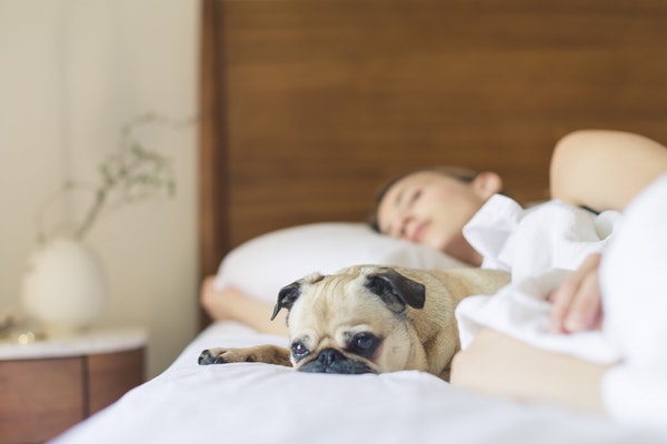 pug puppy sleeping in the bed with a woman