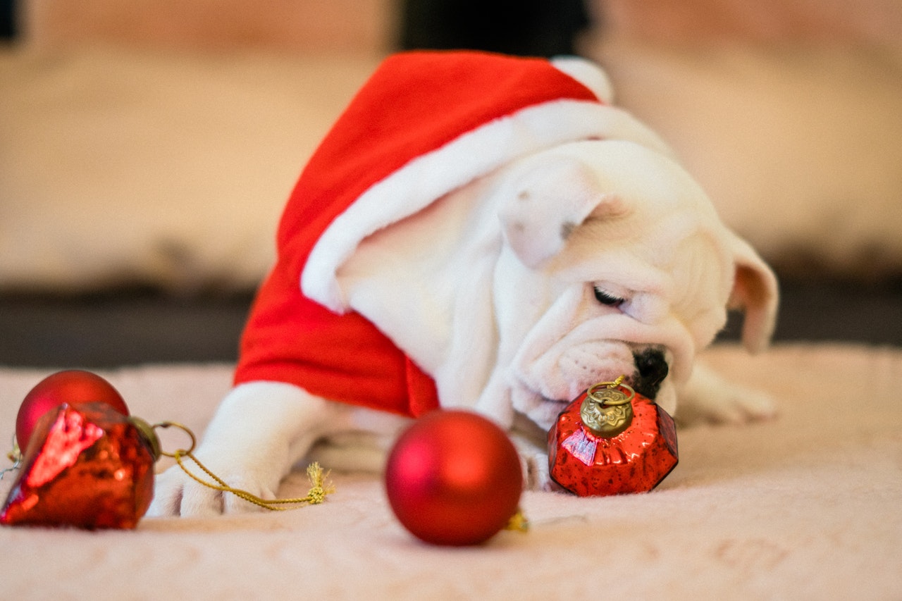 puppy bulldog in Santa Claus clothes nibbling on Christmas decoration