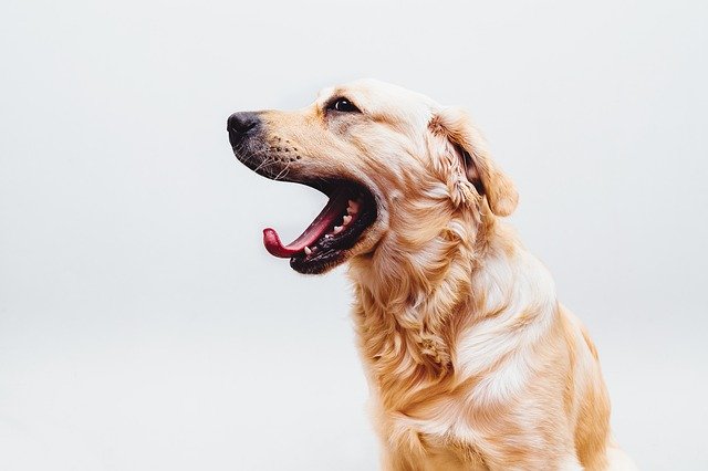 retriever dog yawning on a white background