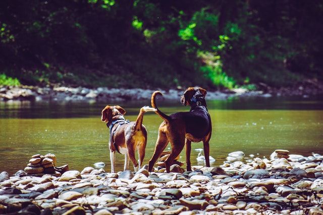 two adult harrier dogs standing beside river