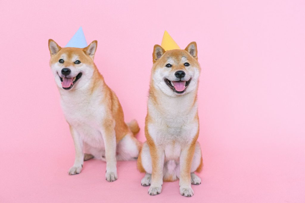two akita dogs with hats on pink background