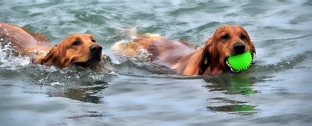 two brown dogs swimming with a green ball in a jaw