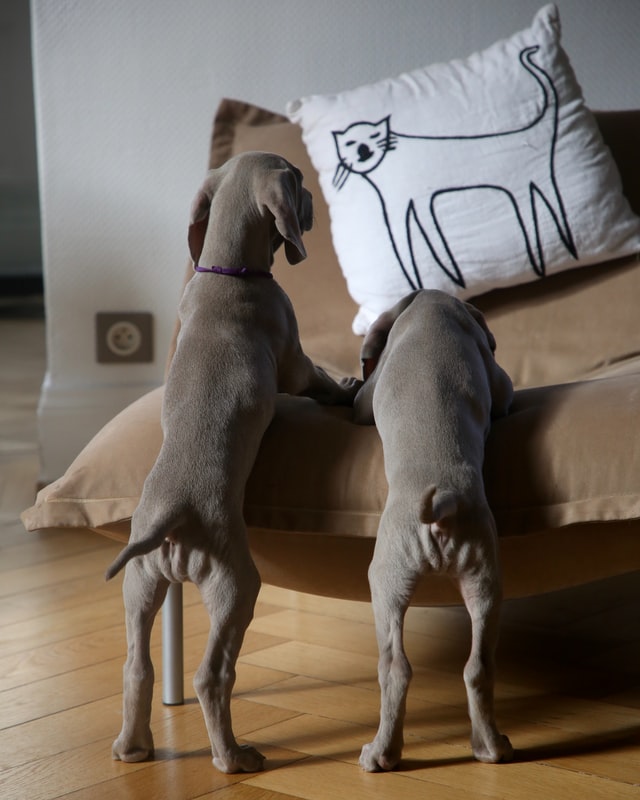 two gray puppies standing next to sofa
