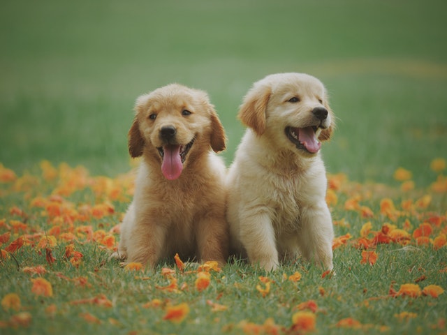 two labrador puppies on the meadow with flowers