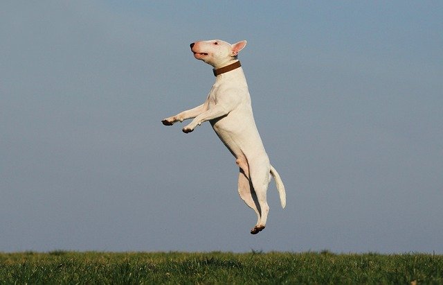 white bull terrier in a jump